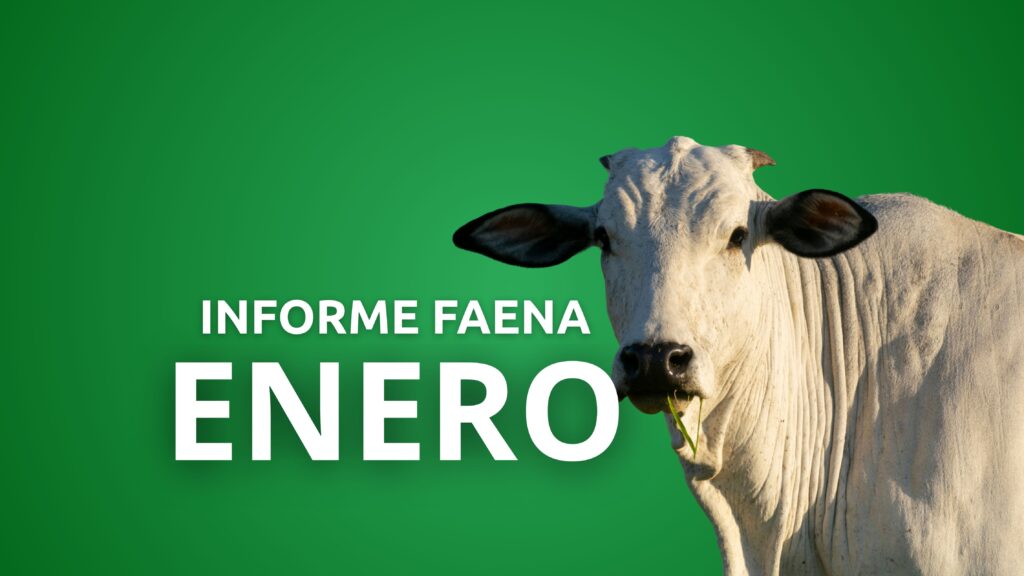 Informe Faena Enero 2025