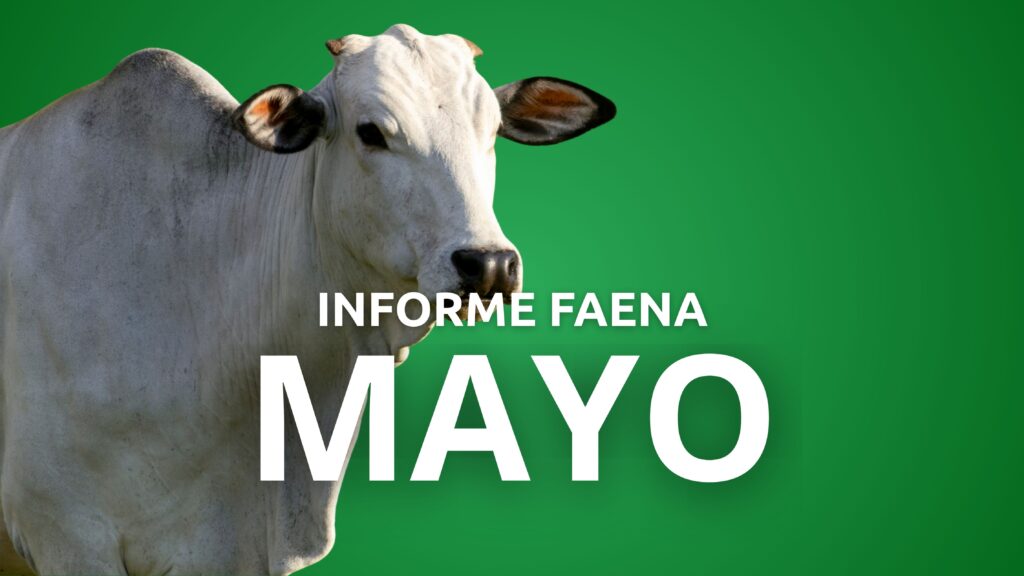 Informe Faena 31 de mayo de 2025
