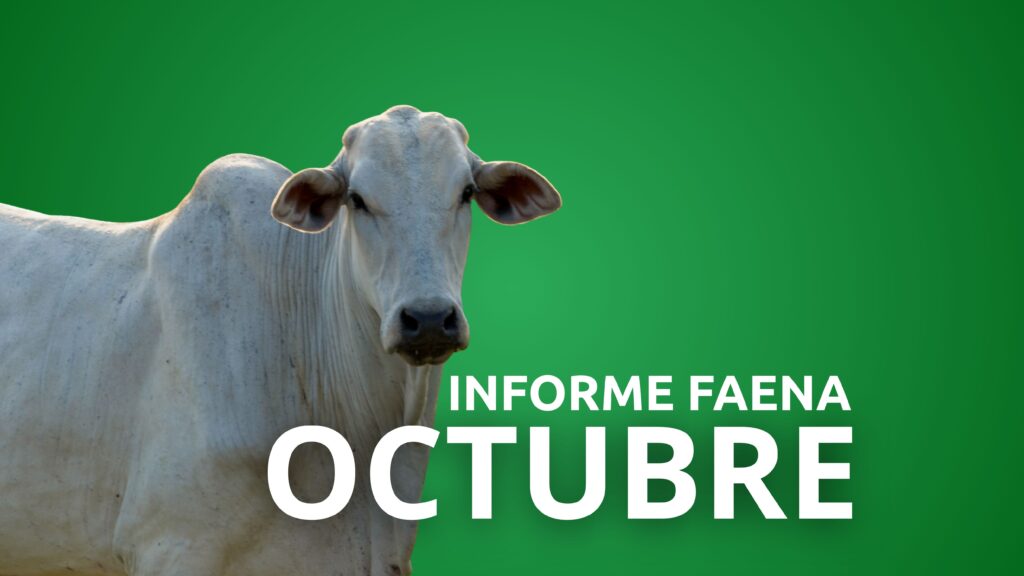 Informe Faena Octubre 2025