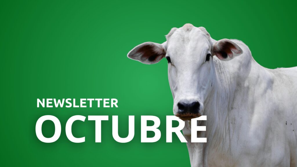 Newsletter Octubre 2025