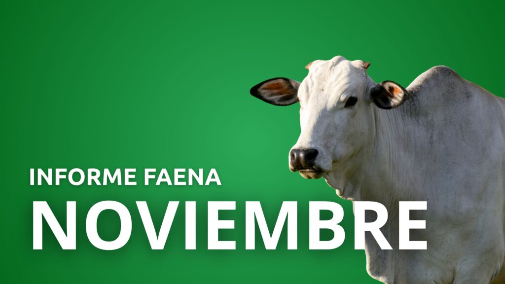 Informe Faena Noviembre 2025