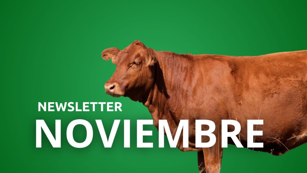 Newsletter Noviembre 2025