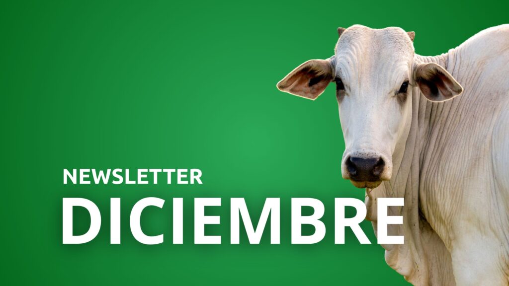 Newsletter Diciembre 2025