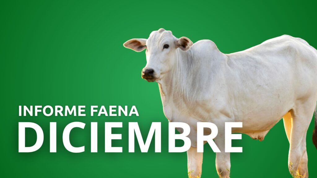 Informe Faena Diciembre 2025