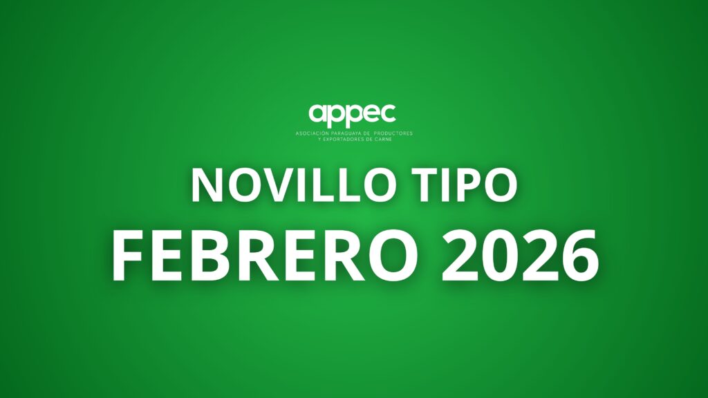 Informe Novillo Tipo Febrero 2026