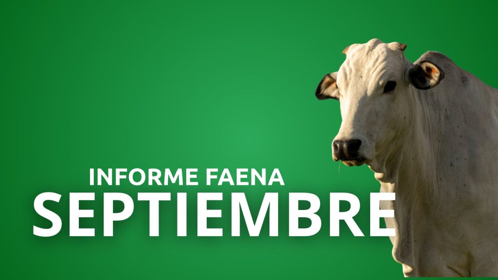 Informe Faena Septiembre 2026